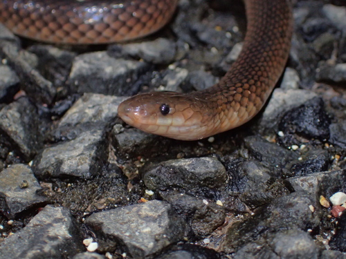 Carpentaria Small-eyed Snake sighting