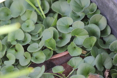 Dichondra repens