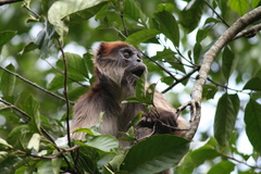 Piliocolobus tephrosceles