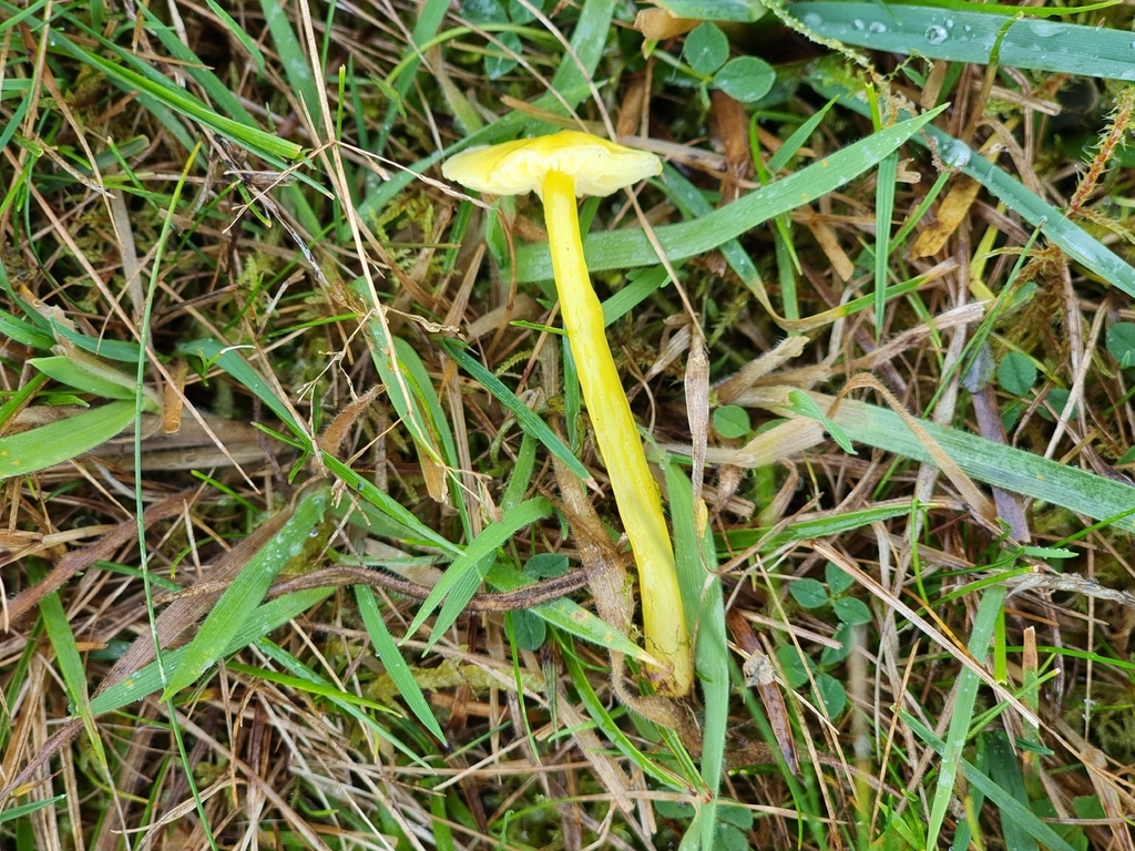 Hygrocybe glutinipes