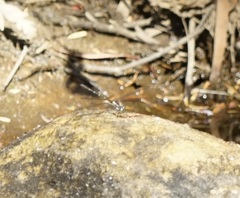 Argiolestidae