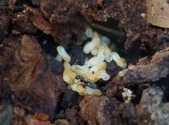 Technomyrmex difficilis