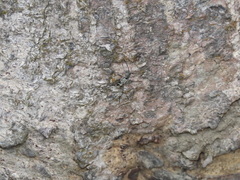 Perissus kankauensis