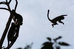Piliocolobus tephrosceles
