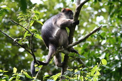 Piliocolobus tephrosceles