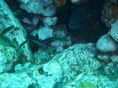 Gymnothorax unicolor