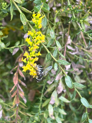 Unknown species found near Camden Ave, Salisbury, MD, US