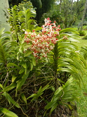 Vanda tricolor