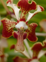Vanda tricolor