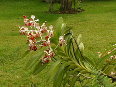 Vanda tricolor