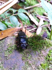 Odontotaenius