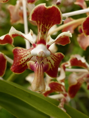 Vanda tricolor
