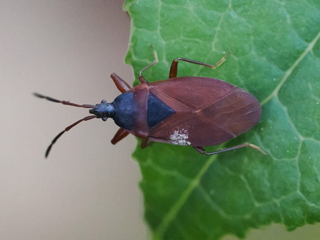 Gastrodes pacificus