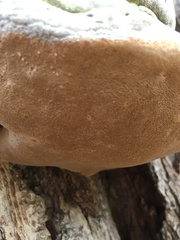 Phellinus igniarius
