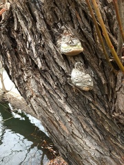 Phellinus igniarius