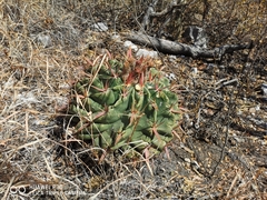 Ferocactus recurvus