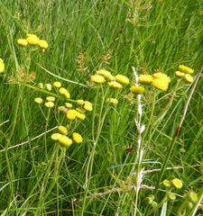 Nidorella pinnata