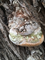 Phellinus igniarius