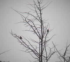 Coccothraustes coccothraustes