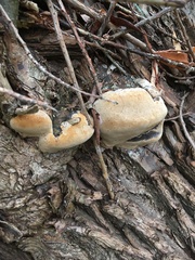 Phellinus igniarius