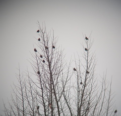 Coccothraustes coccothraustes