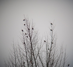 Coccothraustes coccothraustes