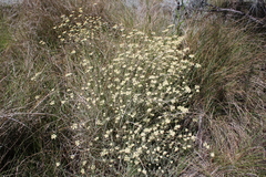 Helichrysum revolutum