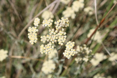 Helichrysum revolutum