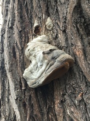 Phellinus igniarius