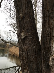 Phellinus igniarius