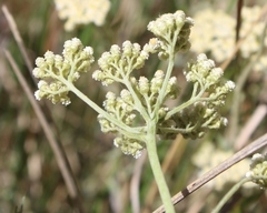 Helichrysum revolutum