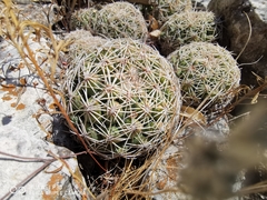 Coryphantha pseudoradians