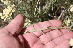 Helichrysum revolutum