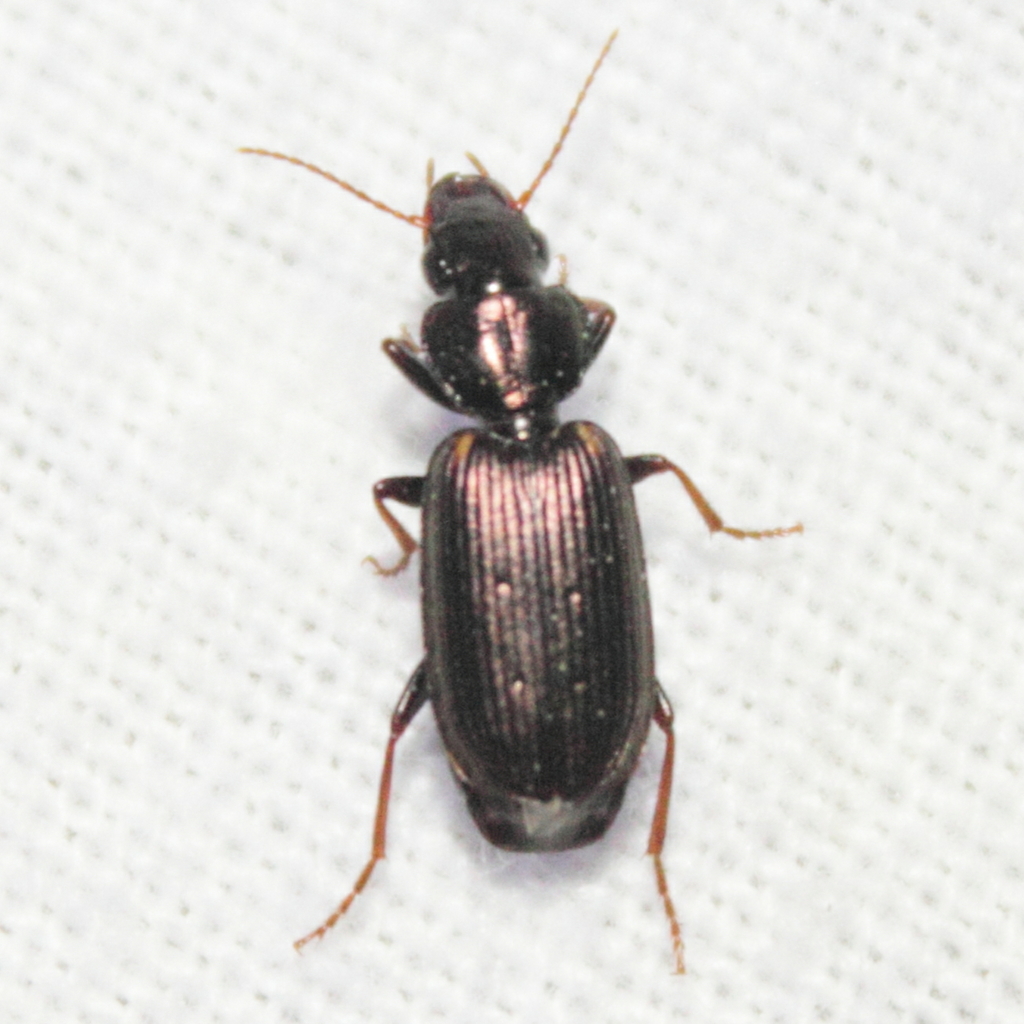 Apenina