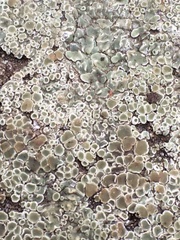 Protoparmeliopsis muralis