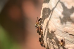 Polybia chrysothorax