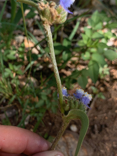 Cyanotis speciosa (Cyanotis speciosa)