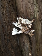 Laetiporus sulphureus