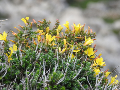 Egyptian St John's wort (Hypericum aegypticum)