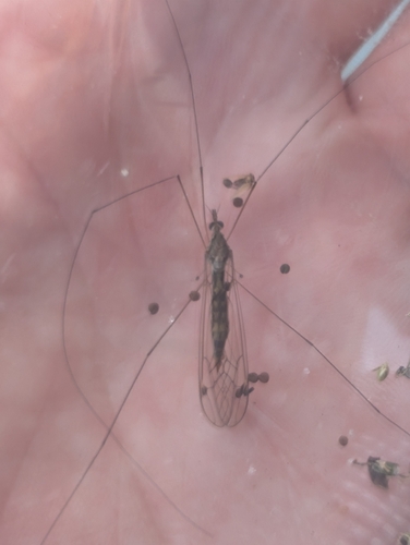 Unknown species found near Jupiter Farms, FL 33478, USA