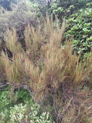 Dracophyllum longifolium
