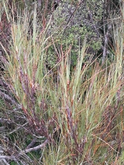Dracophyllum longifolium