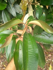 Miconia cinerascens
