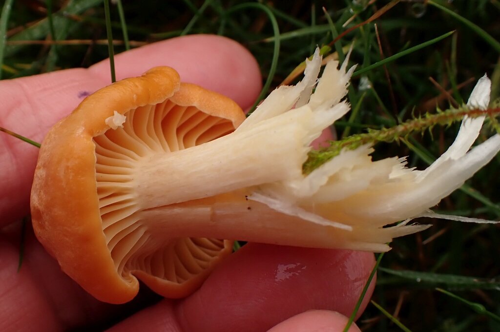 Cuphophyllus pratensis · November 2025 · photo: © major_bombylius (iNaturalist, cc-by)