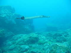 Aulostomus strigosus