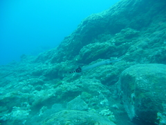 Aulostomus strigosus