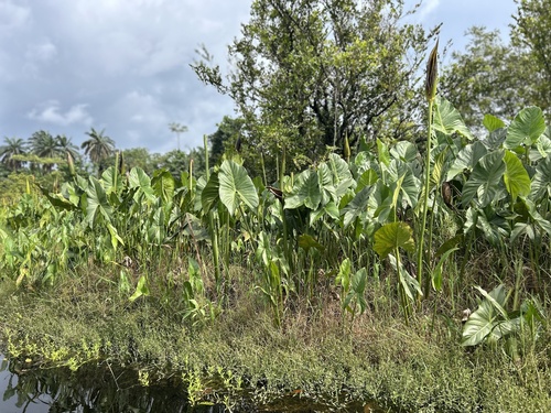 Swamp Arum (Lasimorpha senegalensis)