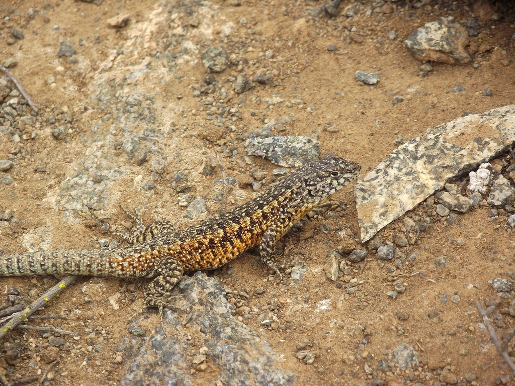 Hellmich's Tree Iguana