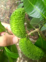 Tabernaemontana catharinensis