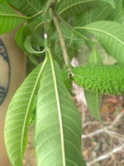 Tabernaemontana catharinensis